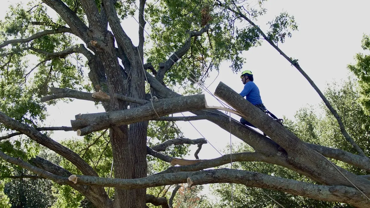 Professional Crown Thinning performed by certified arborists in Sanford